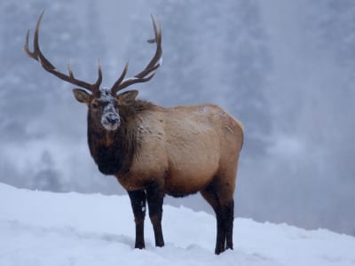 wild meat made up the human diet for millions of years