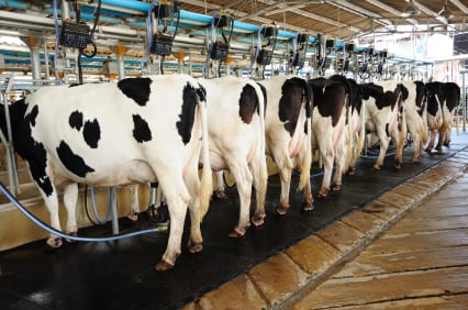 The bucolic image of cows grazing on verdant pastures is far removed from how cows are raised on commercial farms.